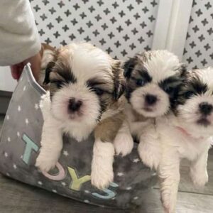 Shih Tzu puppies