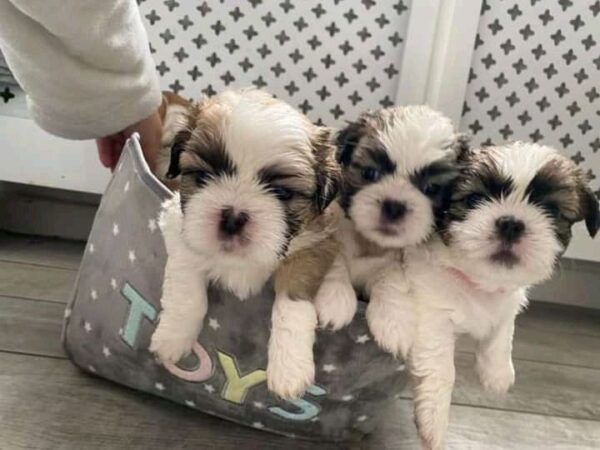 Shih Tzu puppies