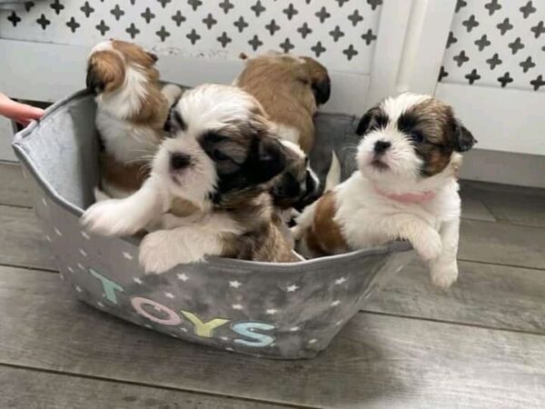 Shih Tzu puppies